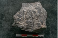 Foto (Detailansicht) von Asplenium hochstetteri Unger (NHMW-GEO-2024-0188-10301)